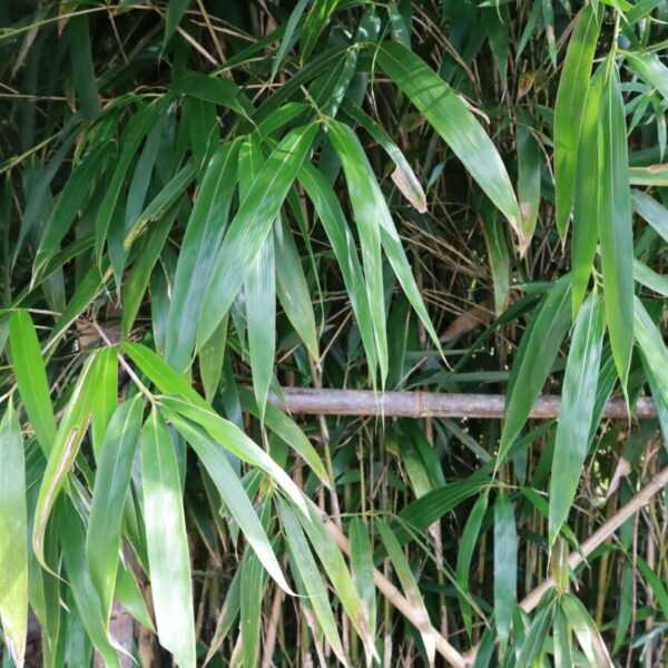 竹笹園 | 千葉県立大多喜県民の森