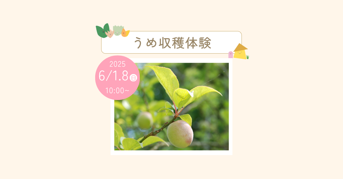 大多喜県民の森 うめ収穫体験